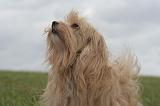 BICHON HAVANAIS 128